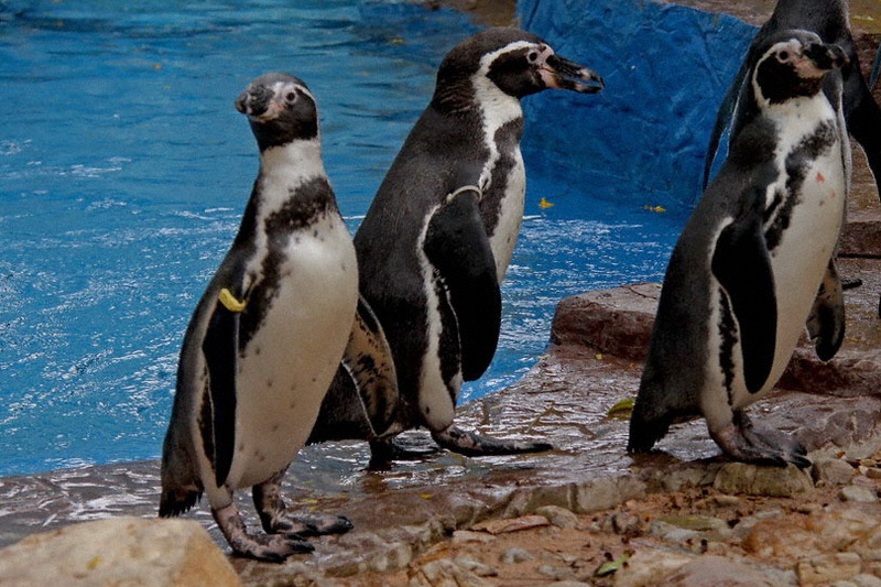 Thailand, Pattaya, Khao Kheow Open Zoo